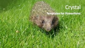  Presentation with grass - PPT theme featuring hedgehog-on-the-green-grass background and a tawny brown colored foreground