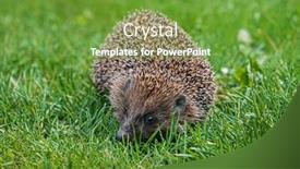  Presentation with name - Presentation theme enhanced with hedgehog-scientific-name-erinaceus-europaeus background and a tawny brown colored foreground