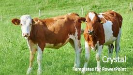  Presentation with pasture - Amazing PPT theme having heifer - brown cow calf on green backdrop and a seafoam green colored foreground