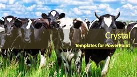  Presentation with cattle - Theme with heifer - cattle in the meadow background and a tawny brown colored foreground
