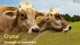  Presentation with dairy cows or buffalo - Amazing presentation theme having heifer - portrait of aubrac cows backdrop and a tawny brown colored foreground