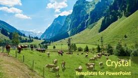  Presentation with full length portrait two men women brown sweater - Slide deck with heifer - portrait of brown cow background and a tawny brown colored foreground