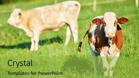  Presentation with cow - Slide deck featuring heifer - portrait of brown cow background and a yellow colored foreground