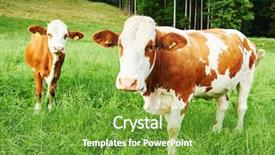  Presentation with pasture - PPT theme consisting of heifer - two young brown austrian cow background and a tawny brown colored foreground