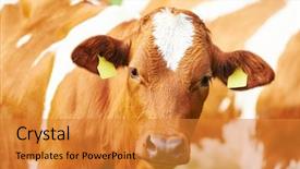  Presentation with breeding cow - PPT layouts featuring heifer - young brown austrian cow outdoors background and a gold colored foreground