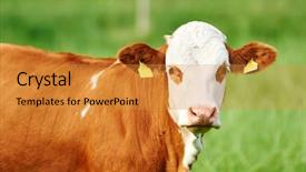  Presentation with cow - Colorful PPT layouts enhanced with heifer - young brown austrian cow outdoors backdrop and a  colored foreground