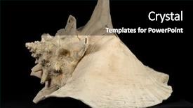  Presentation with sea shell - Audience pleasing PPT layouts consisting of helice - large sea shell isolated backdrop and a  colored foreground