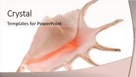  Presentation with seashell - Amazing slides having helice - nice big seashell isolated backdrop and a sky blue colored foreground