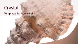  Presentation with seashell - Theme having helice - nice big seashell isolated background and a lemonade colored foreground