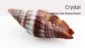  Presentation with mollusk - Presentation design consisting of close up of test tubes in the laboratory background and a teal colored foreground