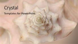  Presentation with seashell - Slides with helice - seashell helix abstract natural background background and a lemonade colored foreground