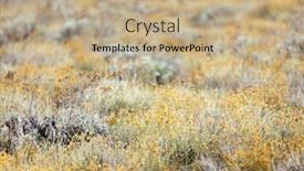  Presentation with field - PPT theme with helichrysum-arenarium-field-shallow-depth background and a coral colored foreground