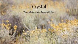  Presentation with plants - PPT theme featuring helichrysum-arenarium-plants-shallow-depth background and a coral colored foreground