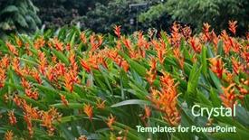  Presentation with tropical flowers - Presentation design featuring heliconia flowers in the garden background and a  colored foreground