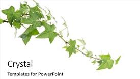  Presentation with ivy - PPT theme consisting of helix - green ivy isolated background and a white colored foreground