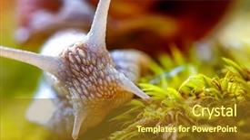  Presentation with mollusk - Cool new presentation theme with helix pomatia also roman snail backdrop and a tawny brown colored foreground