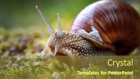  Presentation with mollusk - Amazing slides having helix-pomatia-also-roman-snail backdrop and a tawny brown colored foreground