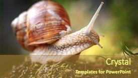  Presentation with mollusk - Slide set consisting of helix pomatia also roman snail background and a tawny brown colored foreground