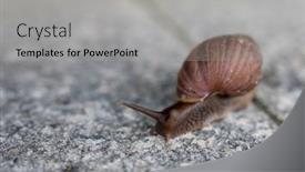  Presentation with snail - PPT theme featuring helix-snail-on-the-floor background and a light gray colored foreground