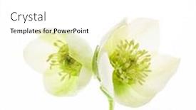  Presentation with flower - Amazing presentation having hellebore-flower-on-the-white backdrop and a white colored foreground