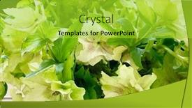  Presentation with season - Colorful slide deck enhanced with hellebore-flowers-in-spring-season backdrop and a yellow colored foreground