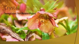  Presentation with garden - Colorful PPT theme enhanced with hellebore-flowers-in-the-garden backdrop and a gold colored foreground