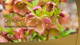  Presentation with garden - Slide deck consisting of hellebore-flowers-in-the-garden background and a gold colored foreground