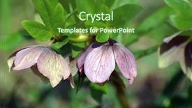  Presentation with focus - Slide set consisting of helleborus christmas or lenten background and a forest green colored foreground