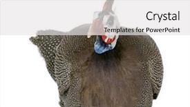  Presentation with papua new guinea - Amazing presentation theme having helmeted guinea fowl - numida meleagris backdrop and a white colored foreground