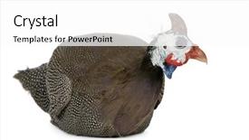  Presentation with background - Presentation consisting of helmeted guinea fowl - numida meleagris background and a white colored foreground