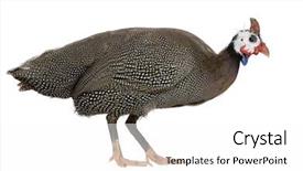  Presentation with papua new guinea - Presentation theme with helmeted guinea fowl - numida meleagris background and a white colored foreground