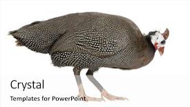  Presentation with papua new guinea - Colorful presentation enhanced with helmeted guinea fowl - numida meleagris backdrop and a white colored foreground