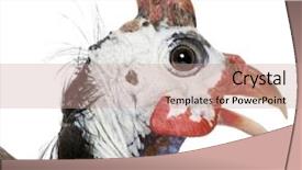  Presentation with papua new guinea - Presentation design having helmeted guinea fowl - numida meleagris background and a  colored foreground