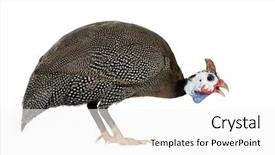  Presentation with white - Presentation featuring helmeted guinea fowl - numida meleagris background and a white colored foreground