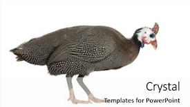  Presentation with papua new guinea - Cool new presentation design with helmeted guinea fowl - numida meleagris backdrop and a white colored foreground