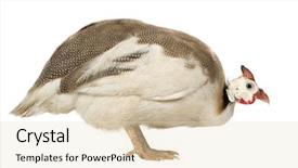  Presentation with papua new guinea - Presentation theme consisting of helmeted guinea fowl - numida meleagris background and a  colored foreground