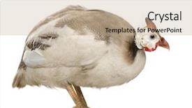  Presentation with papua new guinea - Presentation with helmeted guinea fowl - numida meleagris background and a  colored foreground