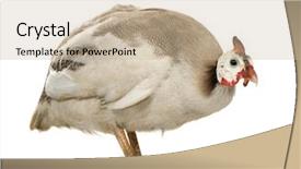  Presentation with papua new guinea - Theme featuring helmeted guinea fowl - numida meleagris background and a  colored foreground