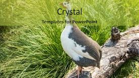  Presentation with hen - Presentation theme consisting of helmeted-guinea-hen-bird background and a yellow colored foreground