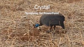  Presentation with babies feeding - Audience pleasing theme consisting of helmeted guineafowl numida meleagris feeding backdrop and a  colored foreground