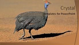  Presentation with old map south africa - PPT layouts having helmeted-guineafowl-numida-meleagris-running background and a coral colored foreground