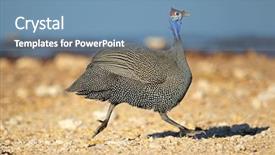  Presentation with running water engineering - PPT layouts featuring helmeted guineafowl numida meleagris running background and a  colored foreground