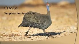 Presentation with running sock - PPT theme featuring helmeted guineafowl numida meleagris running background and a  colored foreground