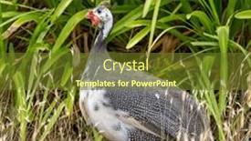  Presentation with australia - Presentation consisting of helmeted-gunieafowl-numida-meleagris-against background and a tawny brown colored foreground