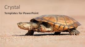  Presentation with south africa - Slides with helmeted terrapin pelomedusa subrufa walking on land south africa background and a lemonade colored foreground