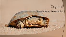  Presentation with south africa - Theme having helmeted-terrapin-pelomedusa-subrufa background and a coral colored foreground