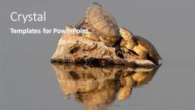  Presentation with africa - Presentation design enhanced with helmeted-terrapins-pelomedusa-subrufa-resting background and a gray colored foreground
