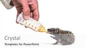  Presentation with helping hand - PPT theme enhanced with helping-human-hand-give-food background and a white colored foreground