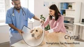  Presentation with medical procedure - PPT theme having helping veterinarian to place funnel background and a soft green colored foreground