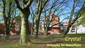  Presentation with lichen - 